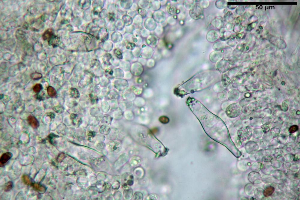 Psathyrella olympiana 40.jpg