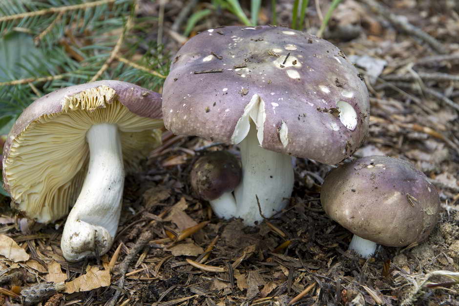 russula 02.jpg