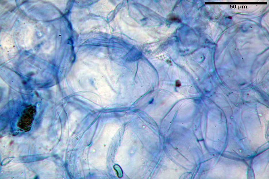 peziza subviolacea 4827 10.jpg