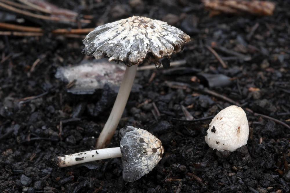 Coprinopsis gonophylla 13.05.2023 Osp  2  copia.jpg