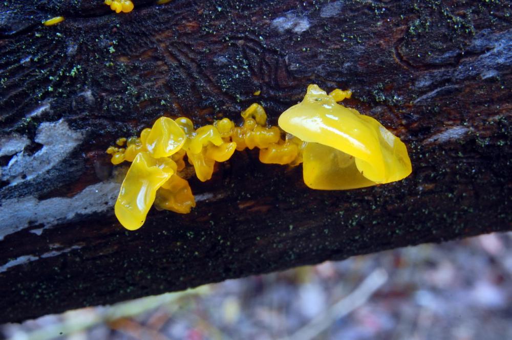 Tremella mesenterica 6523_2.JPG