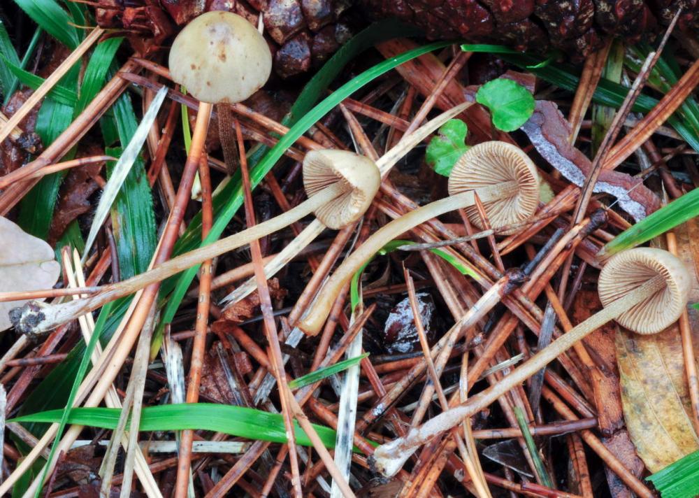 Conocybe hololeuca 7371 02.JPG