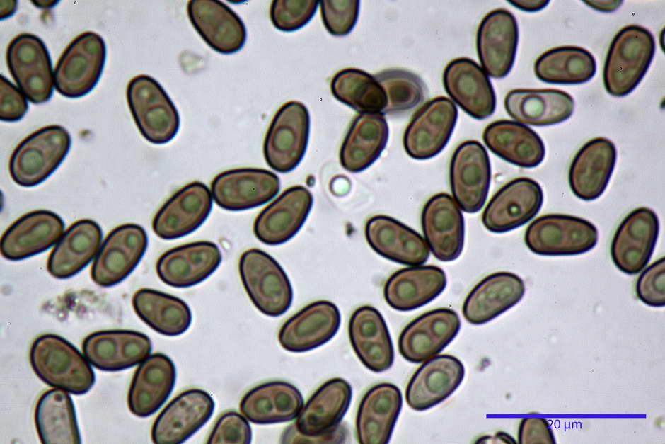 psathyrella obtusata 4699 60.jpg