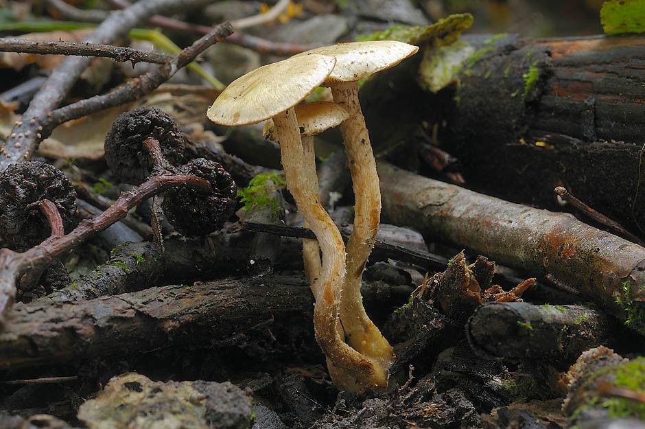 Pholiota conissans 4823 03.jpg