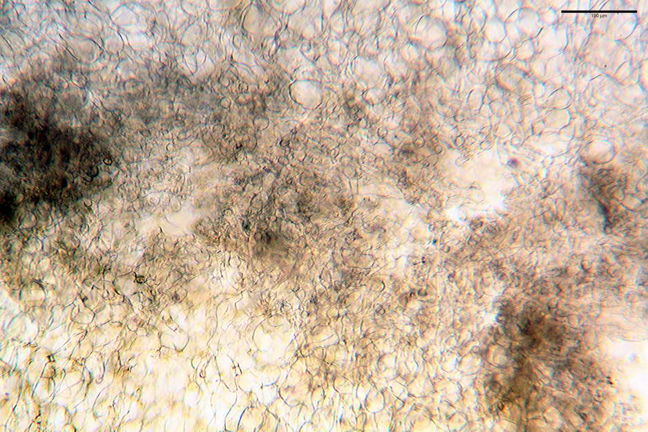 peziza badioides 4670 14.jpg