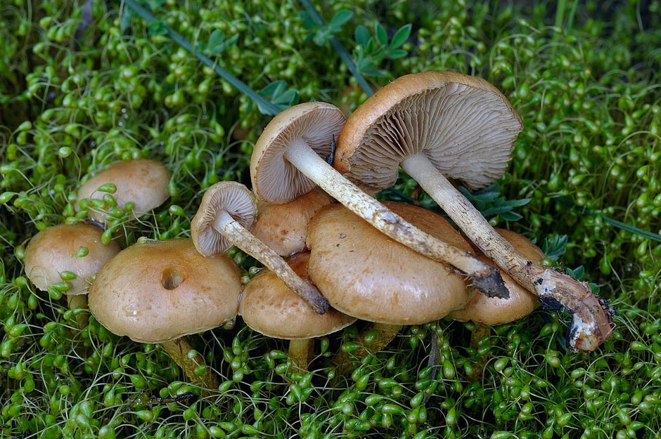 pholiota higlandensis 4837 02.jpg