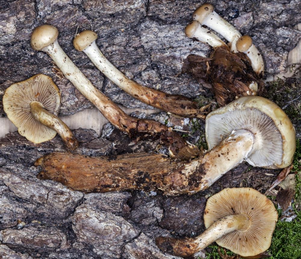 Hypholoma radicosum 13.jpg