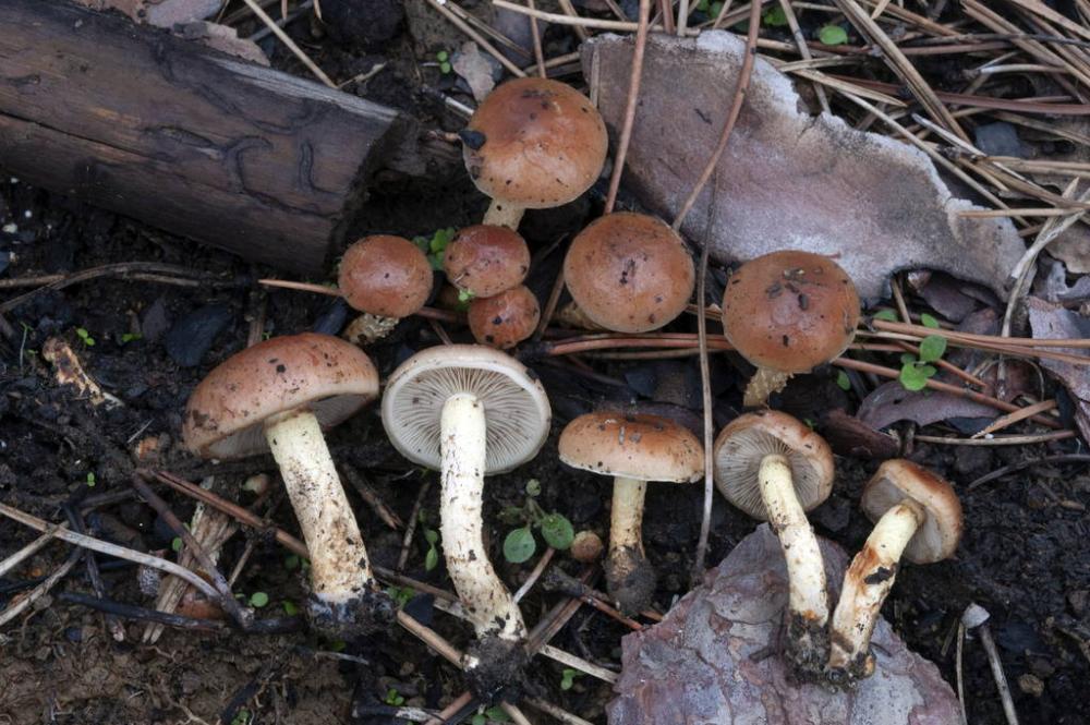 Pholiota carbonaria 01.11.2023 Osp  copia.jpg