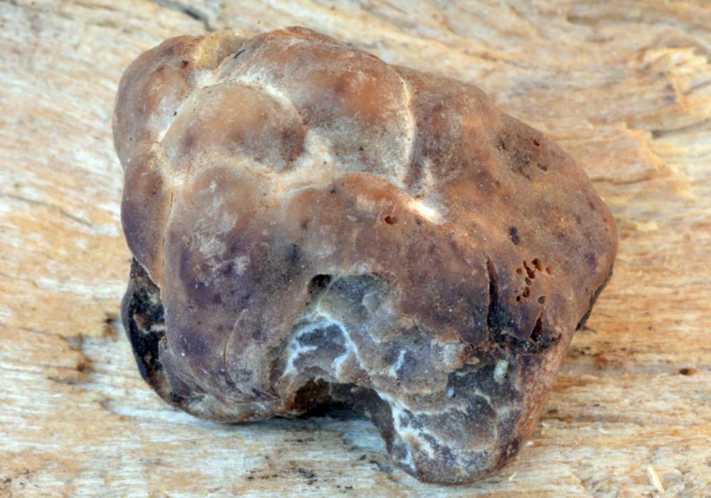 Tuber puberulum 5974 01.JPG