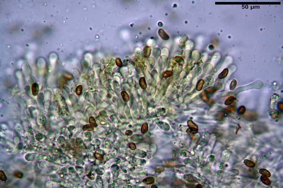 pholiota tuberculosa 4736 24.jpg