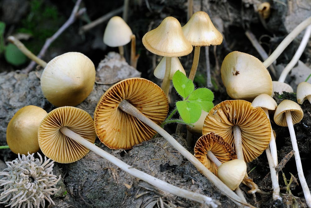 conocybe pseudocrispa 4922 03.jpg