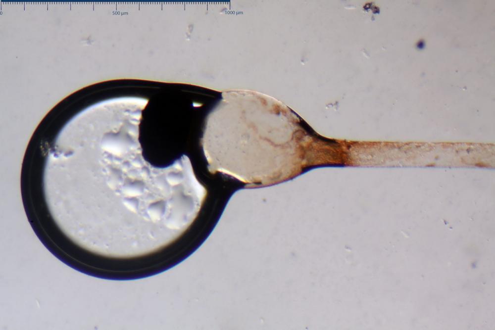 pilobolus crystallinus var kleinii 05_resize.jpg