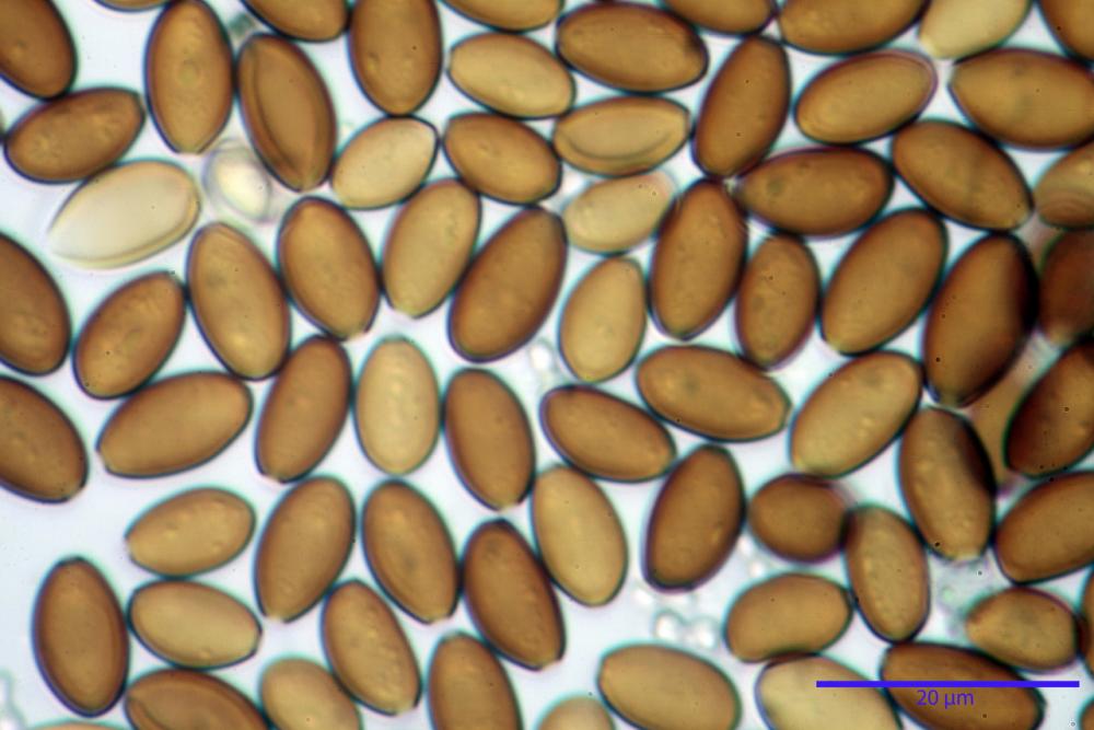 Pholiotina coprophila 4870 12.JPG