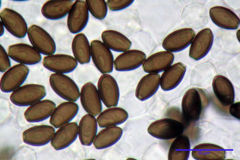 Coprinopsis pachyderma 4824 64.jpg
