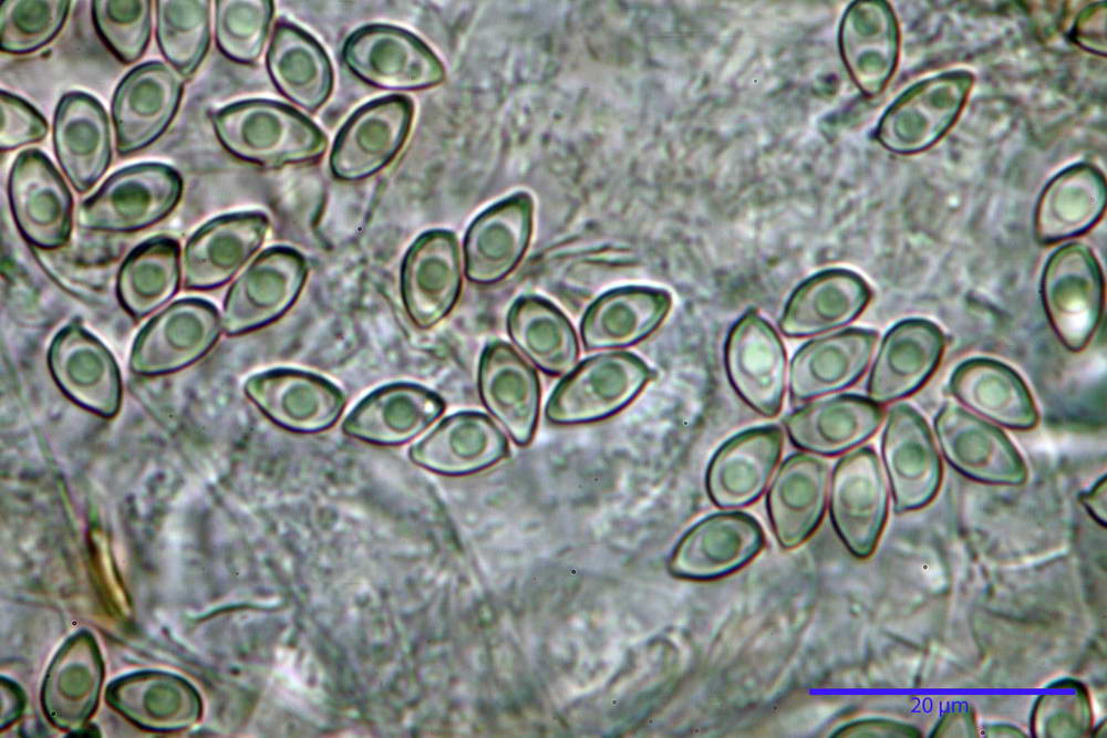 leucoagaricus purpureorimosus 4735 55.jpg