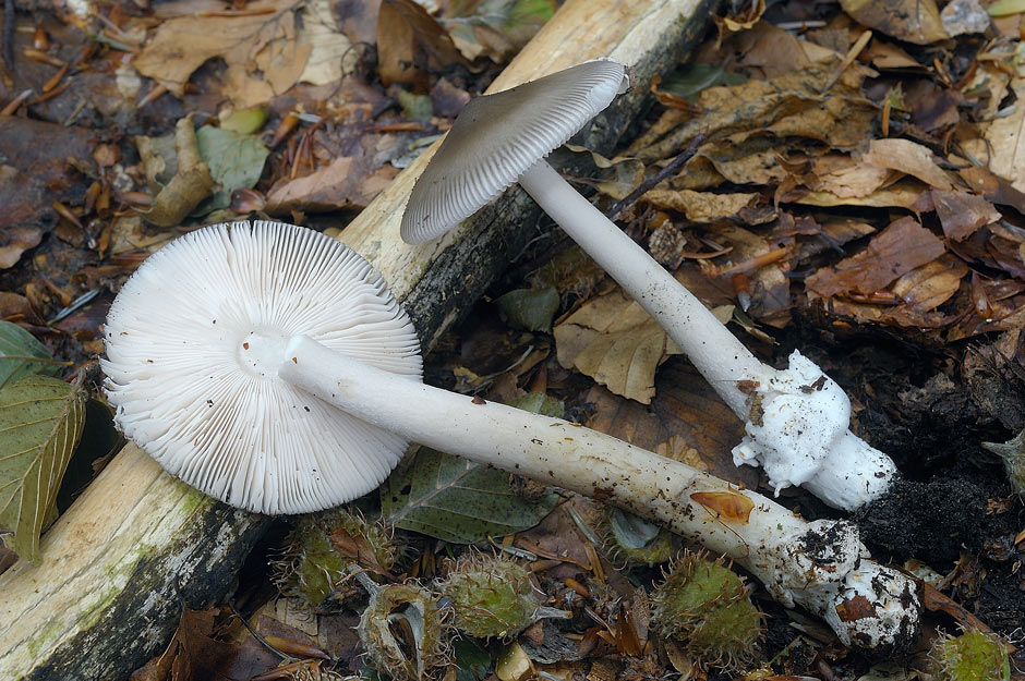 amanita 03.jpg