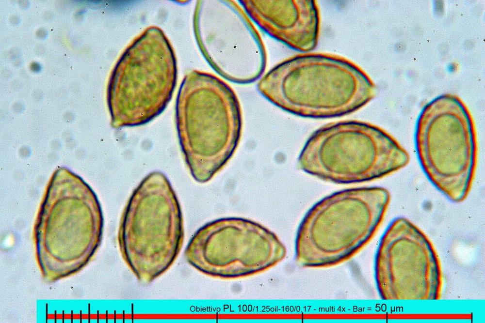 hebeloma sacchariolens spore profilo H2O.jpg