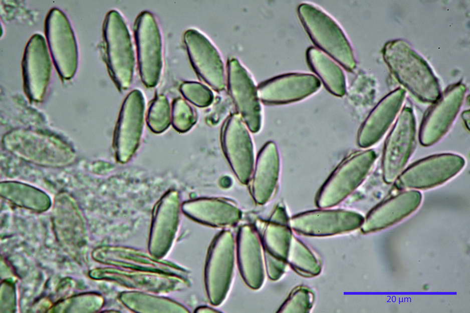 hysterangium 22.jpg