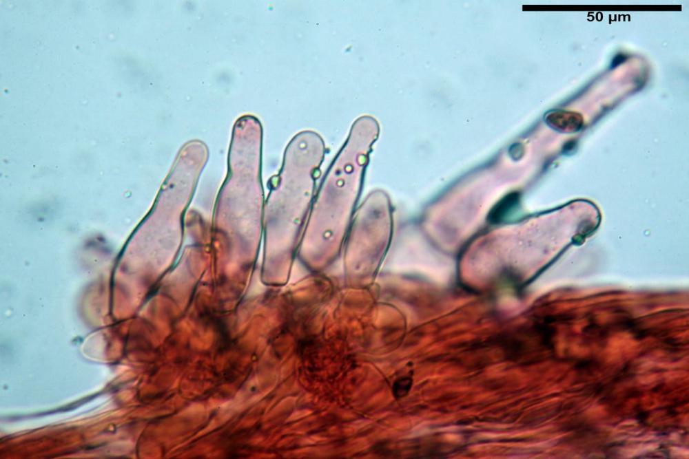 Psathyrella olympiana 67.jpg