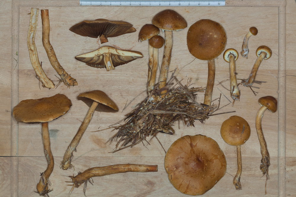 agrocybe ochracea 5174 11_resize.jpg