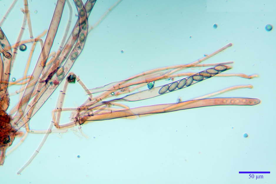 peziza badioides 4670 30.jpg