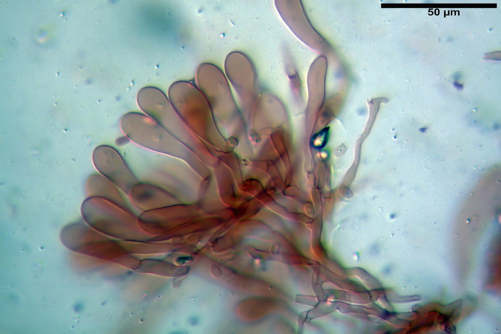 tricholomopsis rutilans 5163 05_resize.jpg