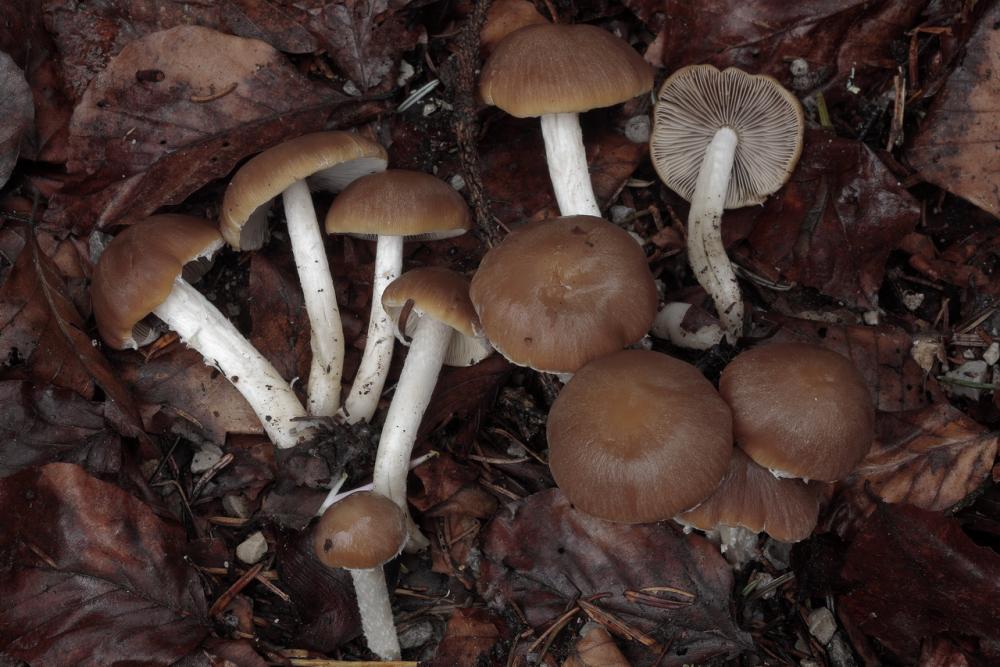 Psathyrella fatua 6261 02.JPG