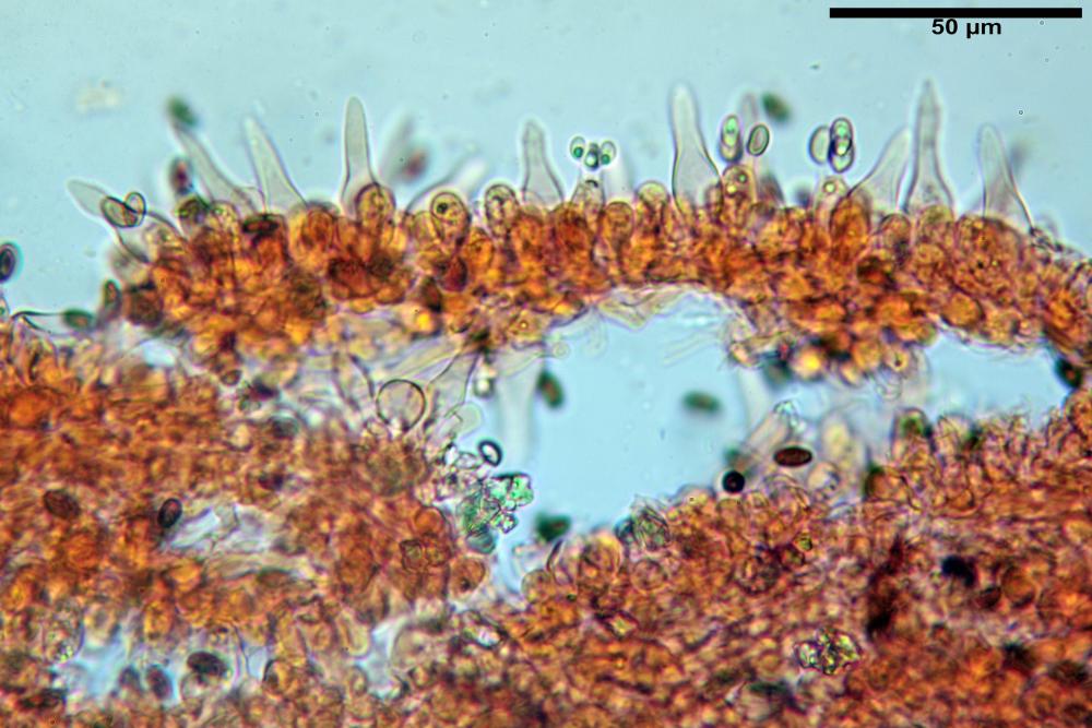 psathyrella pennata 4818 27.jpg