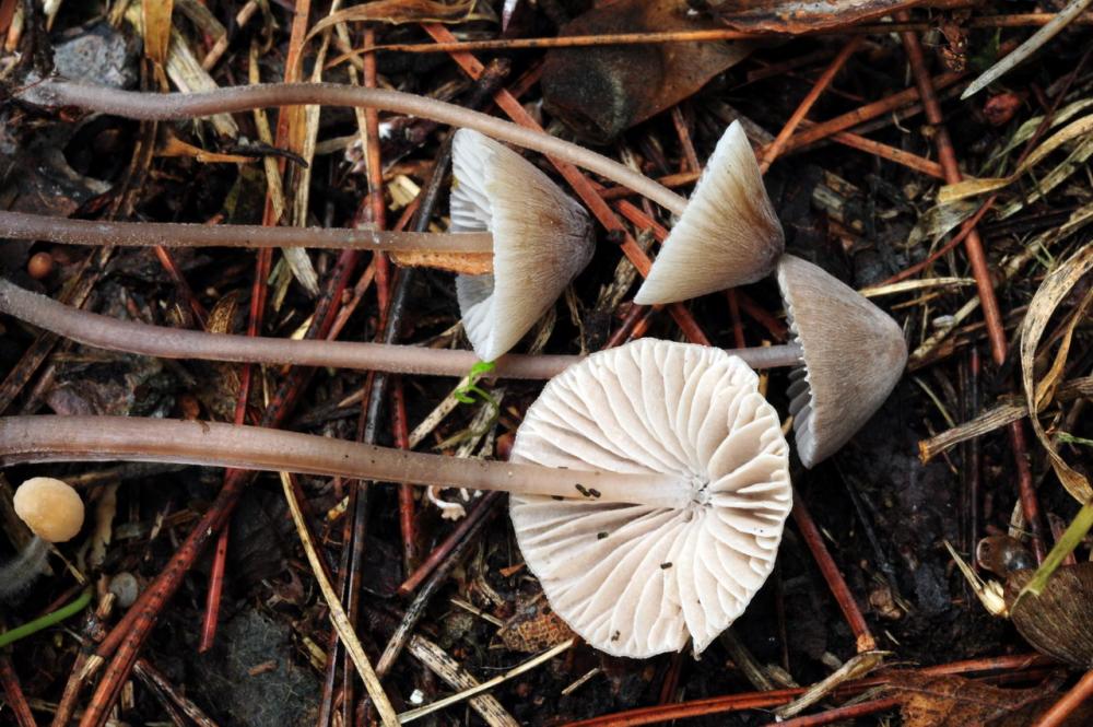 Mycena leptocephala 6542_2.JPG