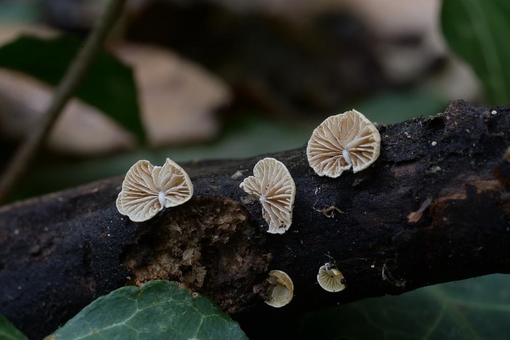 Simocybe haustellaris.jpg