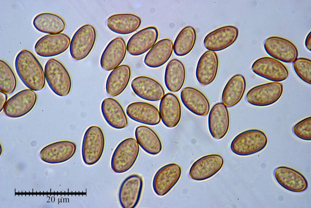 Cyclocybe cilindracea spore  08.jpg