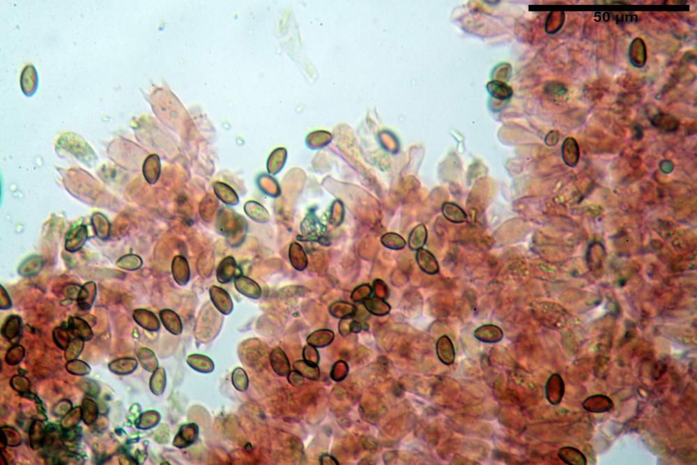Pholiotina pygmaeoaffinis basidi.jpg