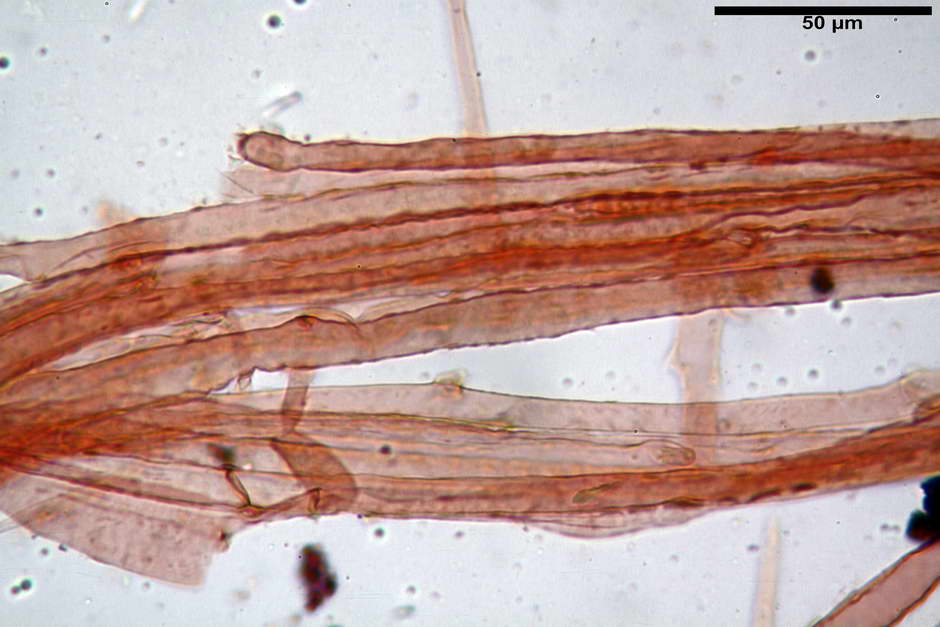 coprinus 28.jpg