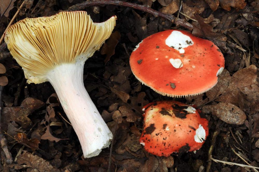 Russula tinctipes 7355 02.JPG