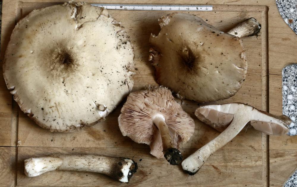 pluteus sandalioticus 05 .jpg