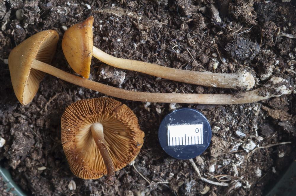 conocybe 06_resize.jpg