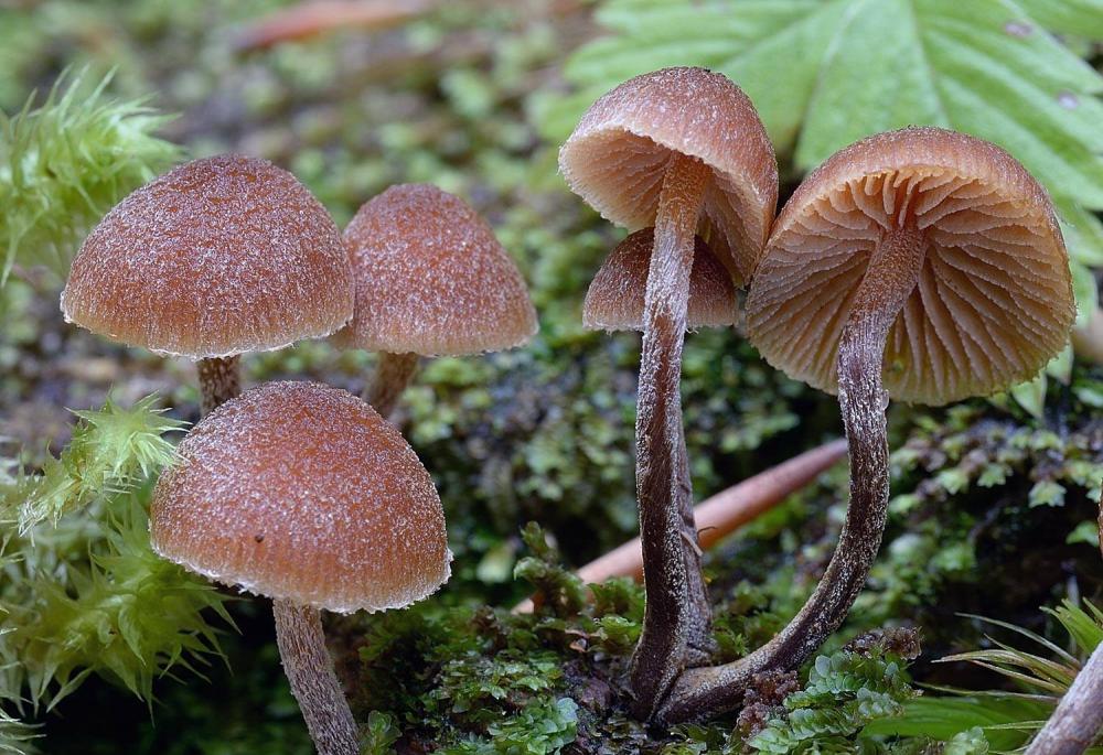 Galerina pruinatipes 7049 02.jpg