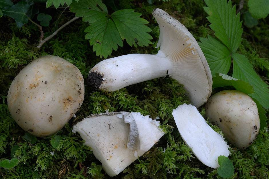 russula pseudoaeruginea 03.jpg