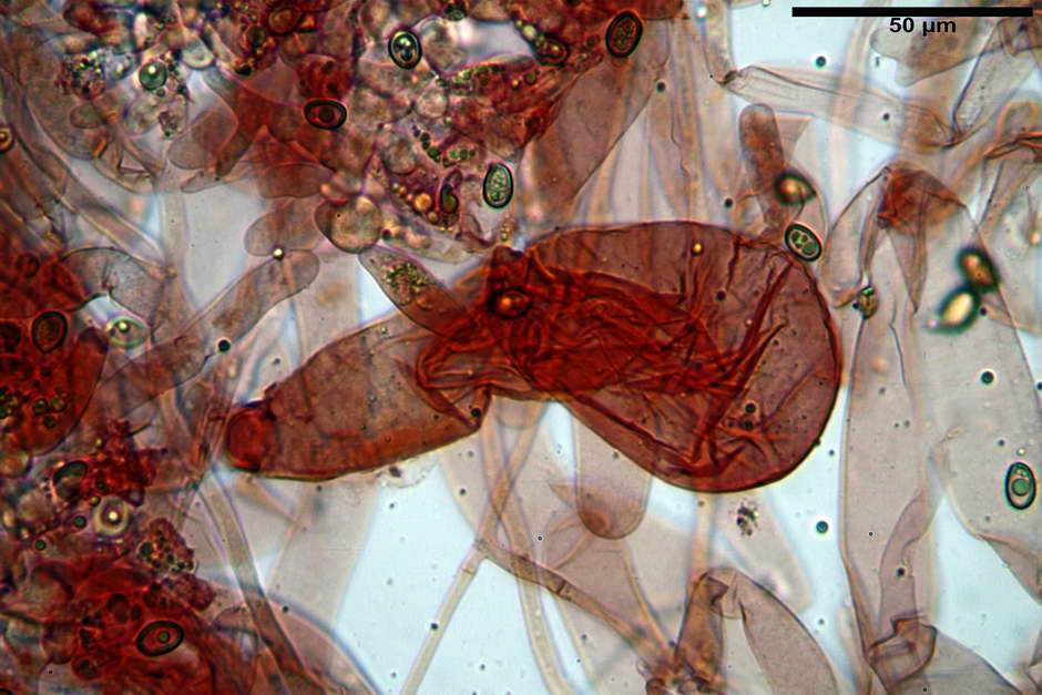 volvariella bombycina 4717 34.jpg