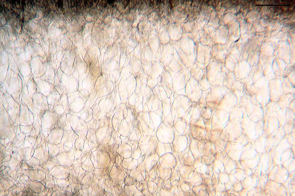 peziza badioides 4670 11.jpg