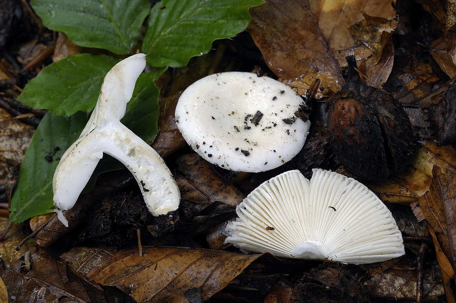 Russula 03.jpg