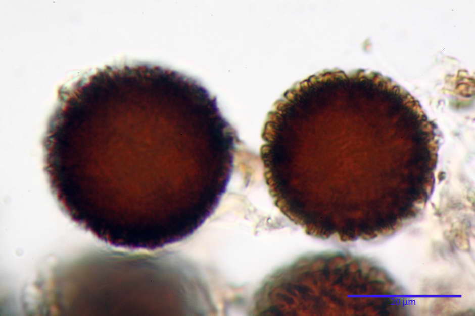elaphomyces granulatus 4710 23.jpg