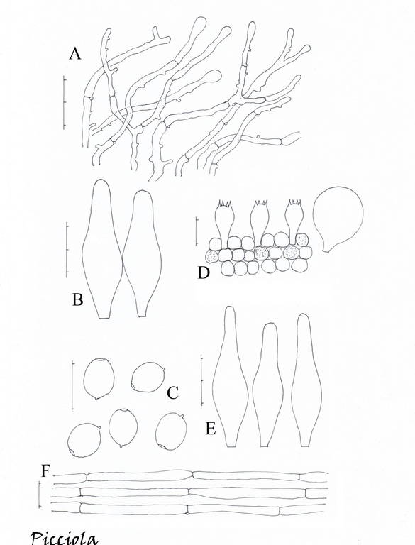 Coprinopsis gonophylla 9187 17.jpg