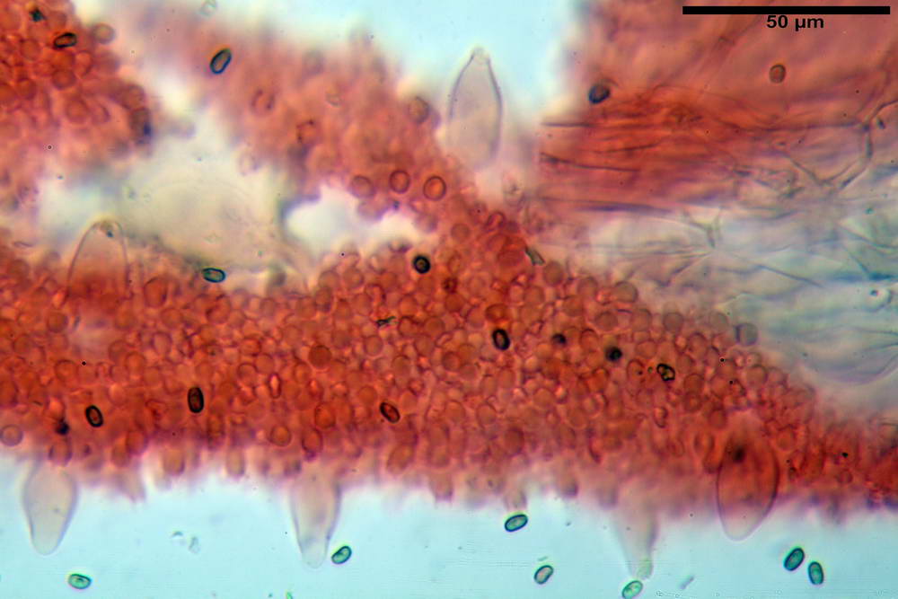 psathyrella hydrophila 32.jpg