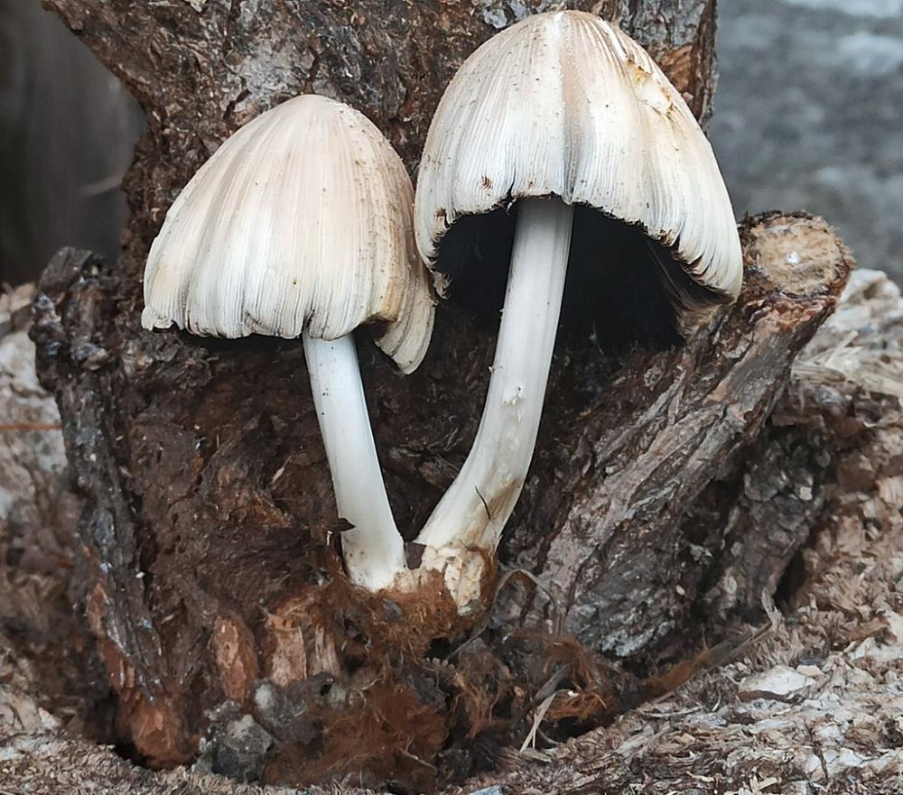 Coprinellus domesticus 9149 01_ridimensiona.jpg