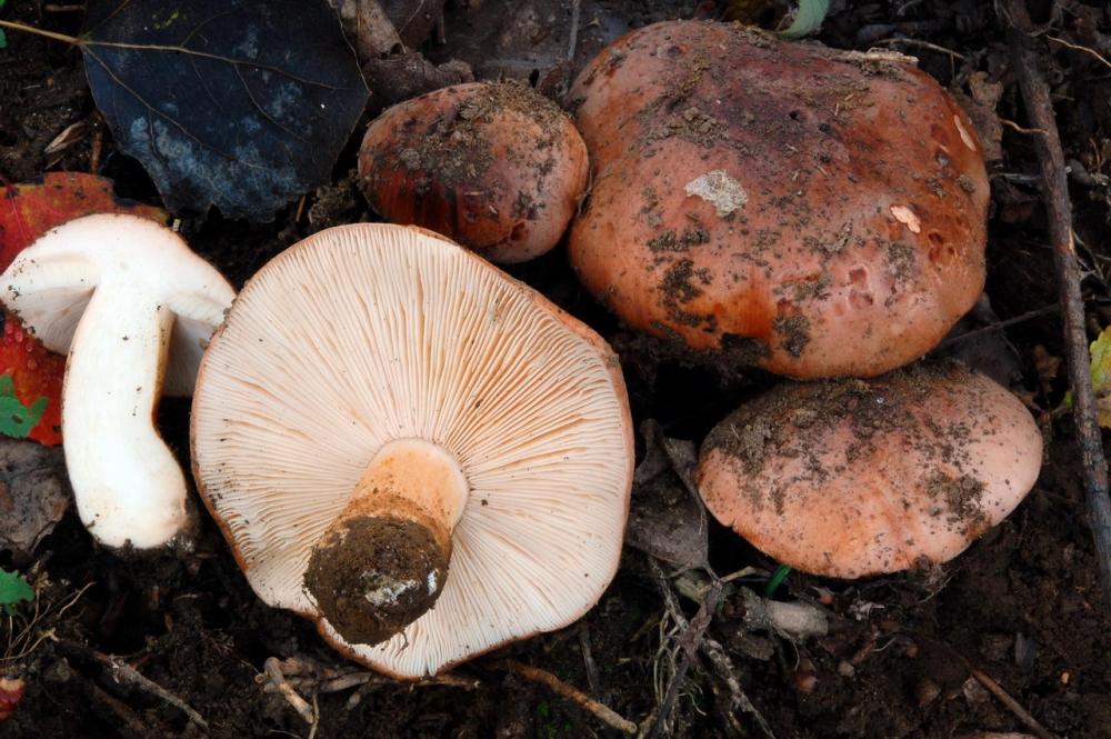 Tricholoma populinum 6546_1.JPG