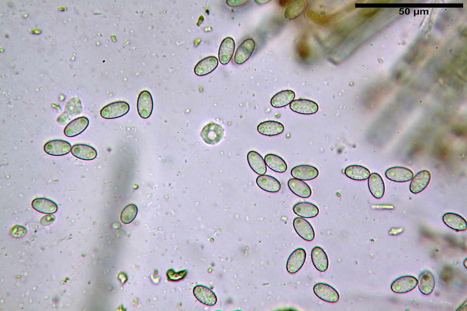 peziza subviolacea 4827 24.jpg