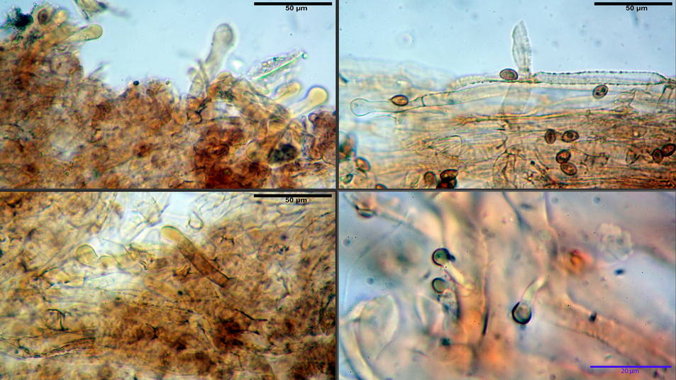 Galerina pruinatipes 01.jpg