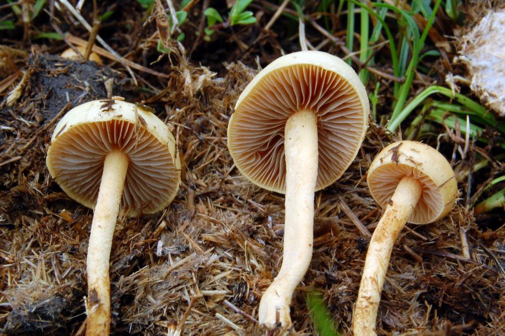 Agrocybe pediades 6514_2.JPG