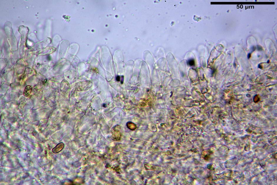 inocybe dulcamara fo peronata 4847 17.jpg